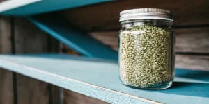Mint cannabis seeds stored in a clear glass jar on a blue wooden shelf, showing seed texture and natural green tones.