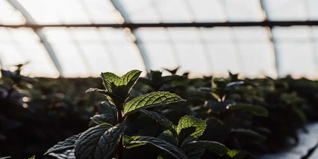 Young mint leaves illuminated by backlight inside a greenhouse, showcasing rich green color and delicate leaf structure.