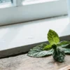 Mint leaves spread on a wooden windowsill with daylight enhancing the vibrant green tones and natural texture.