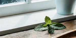 Mint leaves spread on a wooden windowsill with daylight enhancing the vibrant green tones and natural texture.