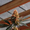 Orange-haired cannabis bud growing in a greenhouse during the flowering stage under natural light.