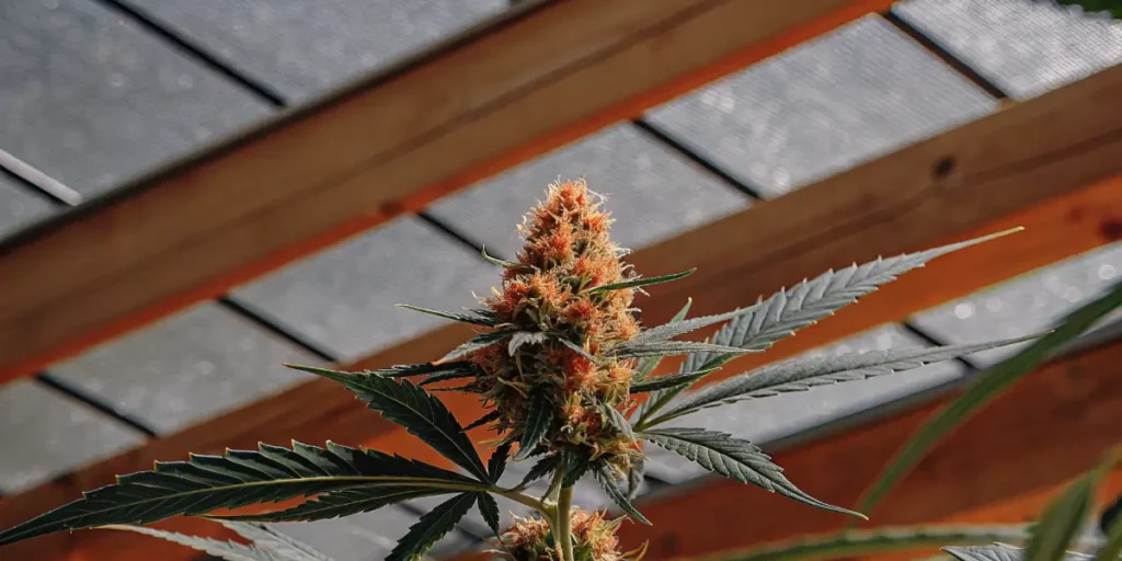 Orange-haired cannabis bud growing in a greenhouse during the flowering stage under natural light.