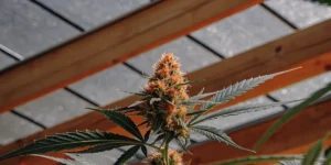 Orange-haired cannabis bud growing in a greenhouse during the flowering stage under natural light.