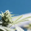 Outdoor cannabis bud growing under a bright blue sky with vibrant green leaves.