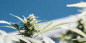 Outdoor cannabis bud growing under a bright blue sky with vibrant green leaves.