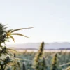 Outdoor cannabis plant flowering at sunrise in a large cultivation field with distant hills.