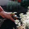 Hand gently planting a young mint seedling into rich garden soil under natural sunlight.