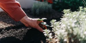 Hand gently planting a young mint seedling into rich garden soil under natural sunlight.