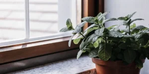 Potted peppermint plant growing indoors on a windowsill with natural daylight.