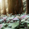 Purple and green mint plants growing naturally on the forest floor with soft sunlight filtering through trees.