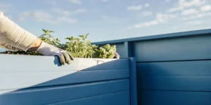 Gardener tending fresh mint plants growing in a raised planter box on a sunny terrace.