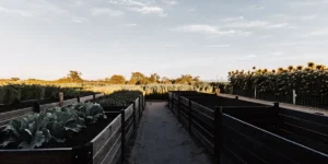 Raised vegetable garden beds at sunset with lush crops growing in neatly organized wooden planters.