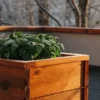 Healthy peppermint plants growing in a raised wooden planter on a terrace