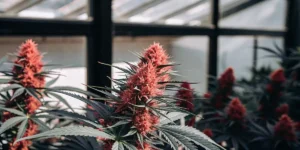 Red cannabis cola in full flowering stage inside a greenhouse, with dense buds and dark green serrated leaves.