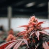 Close-up of a red-tinted cannabis plant in an indoor grow room, showcasing vibrant buds and colorful leaves.