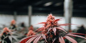 Close-up of a red-tinted cannabis plant in an indoor grow room, showcasing vibrant buds and colorful leaves.