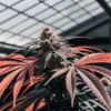 Cannabis plant with red and dark green leaves in flowering stage, growing inside a greenhouse with soft daylight.
