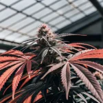 Cannabis plant with red and dark green leaves in flowering stage, growing inside a greenhouse with soft daylight.