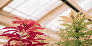Red and green cannabis plants growing side by side in a greenhouse, showing leaf color variation during cultivation.