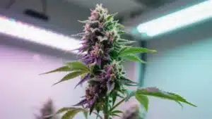 Glookies Weed Autoflower: Colorful Indoor Cannabis Buds.