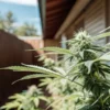 Residential outdoor cannabis plant in flowering stage with dense buds and extended leaves growing near a home structure.