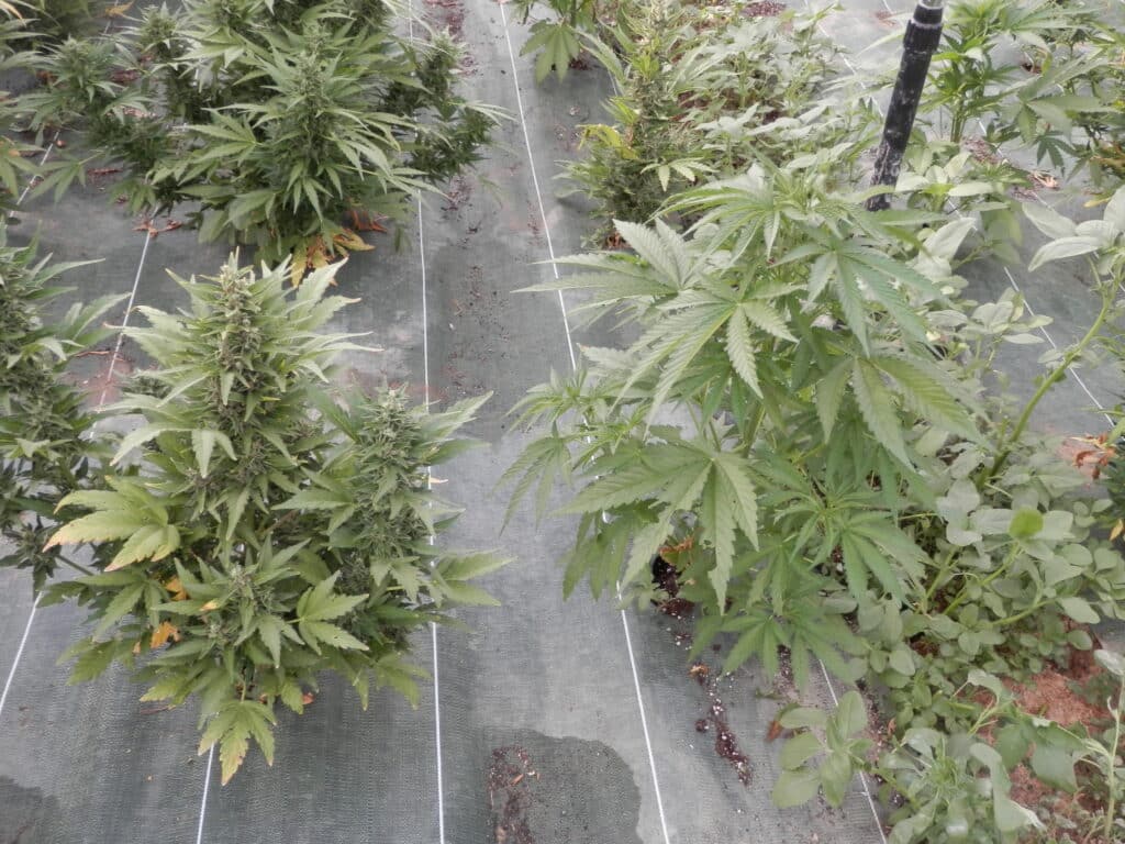 Sequential greenhouse cannabis plants showing flowering and vegetative stages side by side in a controlled cultivation environment.