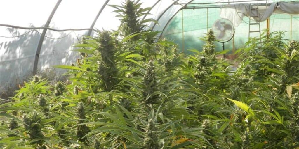 Greenhouse cannabis plants flowering with multiple colas growing under diffused sunlight and controlled conditions.