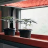 Small indoor cannabis seedlings in black pots placed under a red LED grow light.