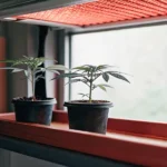 Small indoor cannabis seedlings in black pots placed under a red LED grow light.