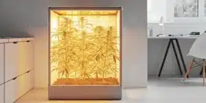 Cannabis plants in a smart indoor grow box illuminated with warm yellow LED light during the flowering stage.
