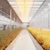A state-of-the-art cannabis greenhouse featuring warm-spectrum LED lighting illuminating rows of mature plants.