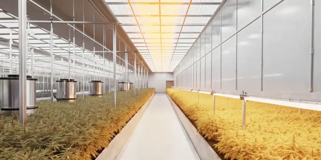 A state-of-the-art cannabis greenhouse featuring warm-spectrum LED lighting illuminating rows of mature plants.