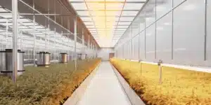 A state-of-the-art cannabis greenhouse featuring warm-spectrum LED lighting illuminating rows of mature plants.
