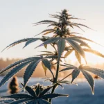 Sunlit cannabis plant with frosty leaves and a bright sunrise in the background.