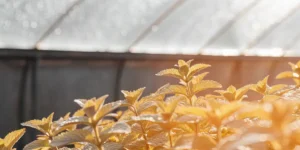 young mint plants illuminated by warm sunlight inside a greenhouse