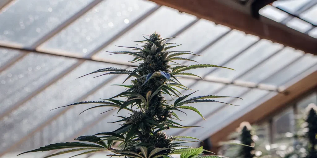 Tall cannabis cola growing under a glass greenhouse roof, with dense buds and elongated leaves.
