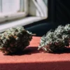 Two cannabis buds displayed on a red fabric surface near a window with natural sunlight highlighting their texture