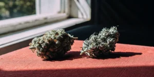 Two cannabis buds displayed on a red fabric surface near a window with natural sunlight highlighting their texture