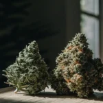 Two dense cannabis buds placed side by side on a wooden surface under natural sunlight.