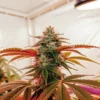 Close-up of a vibrant cannabis plant with red-tinged leaves growing inside a controlled indoor grow tent.