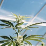 Young cannabis plant growing upward under a glass greenhouse roof with bright blue sky above.
