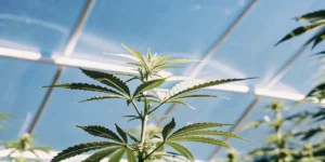 Young cannabis plant growing upward under a glass greenhouse roof with bright blue sky above.