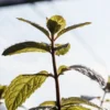 Young mint plant growing upwards with green leaves and visible veins under bright natural light.