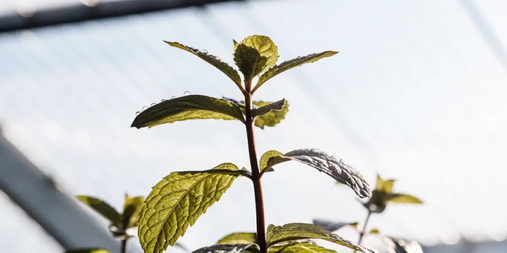 Young mint plant growing upwards with green leaves and visible veins under bright natural light.