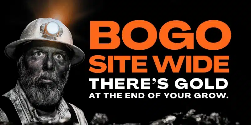 Blimburn Seeds Promo