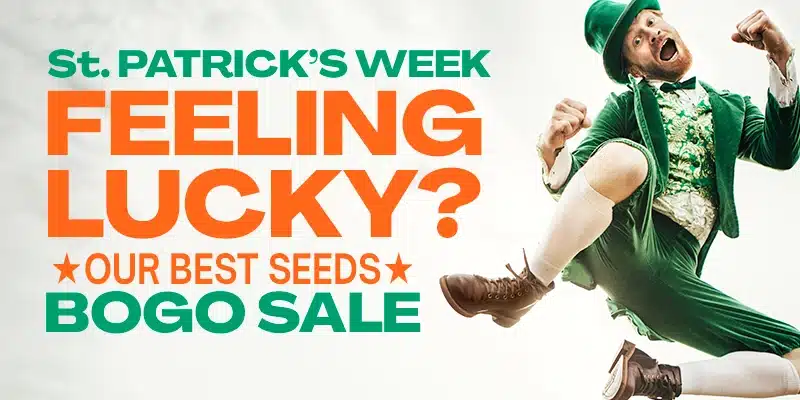 Blimburn Seeds Promo