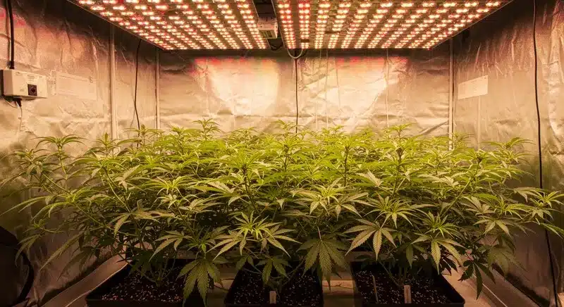 Green Crack x Do-Si-Dos thriving in an indoor grow setup with LED lights, showing hybrid growth and healthy green foliage ready for flowering.