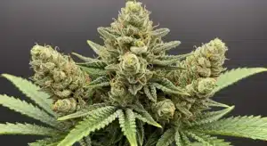 Green Crack x Do-Si-Dos: Frosty Cannabis Bud.