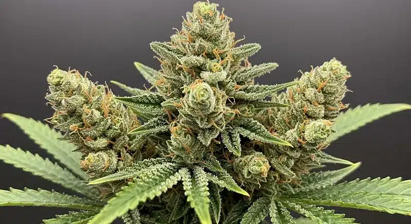 Green Crack x Do-Si-Dos: Frosty Cannabis Bud.