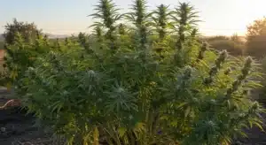 Green Crack x Somango: Outdoor Cannabis Plant in Full Growth.